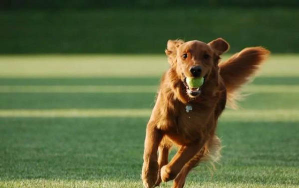 幼犬晚上在籠子里一直叫怎么辦