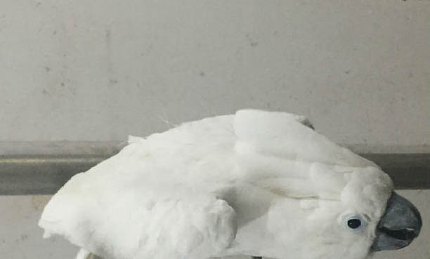 鸚鵡拉綠色的屎怎么治