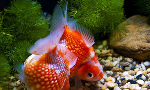 天冷釣魚釣深還是淺