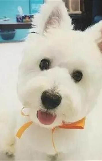 狗懷孕可以打疫苗嗎