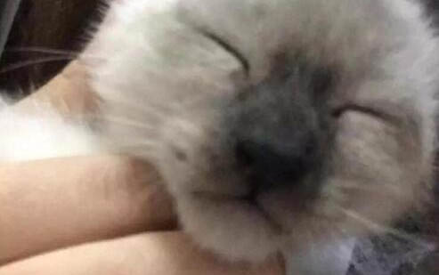 小貓剛出生多久過危險期