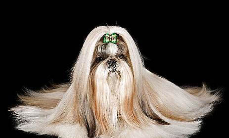 西施犬壽命