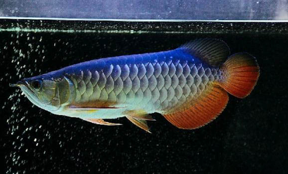 科學的飼養環境可避免龍魚受驚