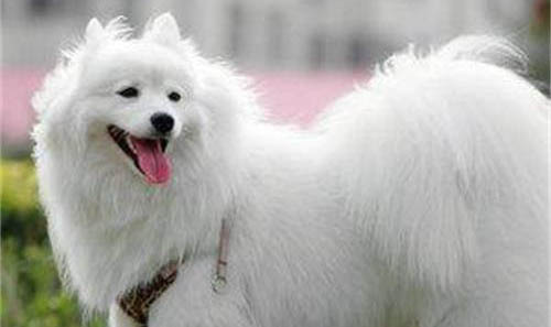 芬蘭狐貍犬的缺點
