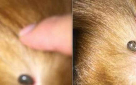 狗在什么情況下會得細小