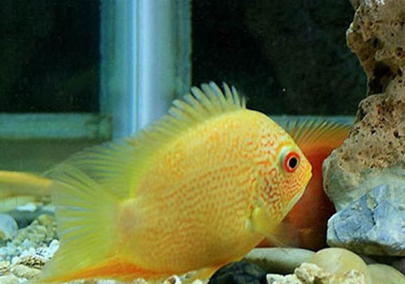 魚浮頭有哪些原因