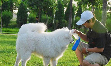 薩摩耶犬不能吃什么