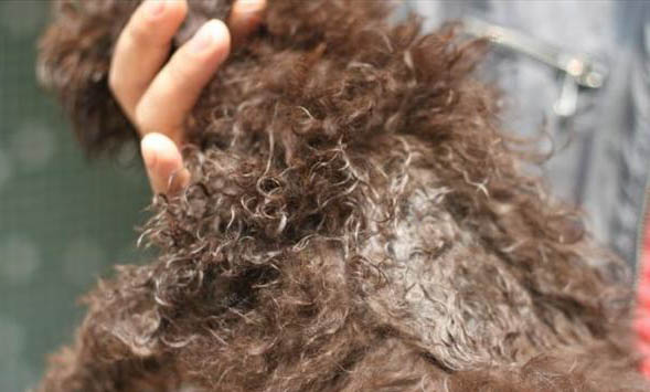 狗狗屁股掉毛嚴重的原因及處理方法