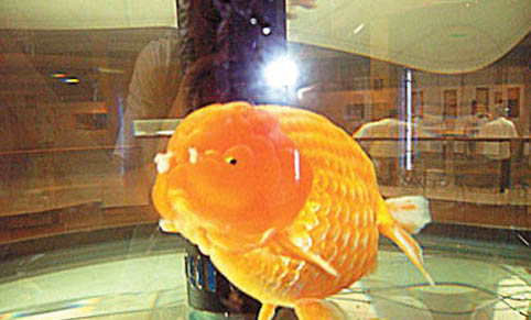 接吻魚食量大嗎