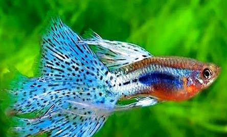 孔雀魚難產(chǎn)的表現(xiàn)