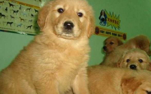 養(yǎng)金毛犬需要準備什么東西