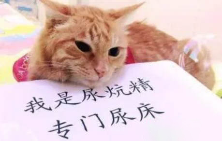 貓和狗的嗅覺哪個更靈敏