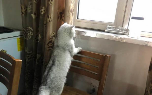 貓咪能餓幾天不吃東西