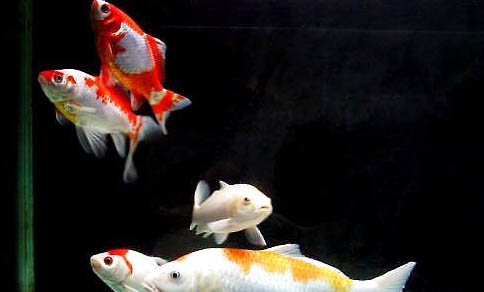 金魚長(zhǎng)白點(diǎn)可以自愈嗎