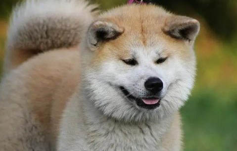 兩個月的狗狗幾個小時喂一次