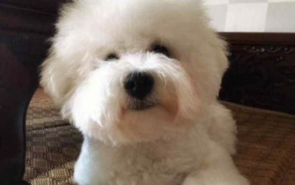 怎么看狗狗是否懷孕了
