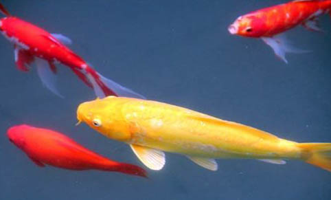 觀賞魚地圖魚價格多少錢一條,什么樣的地圖魚值錢