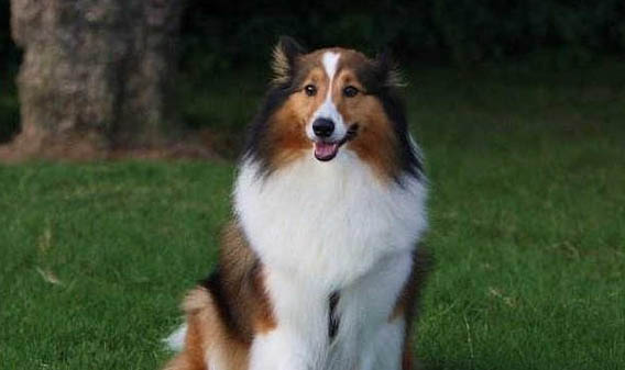喜樂蒂牧羊犬打嗝是怎么回事