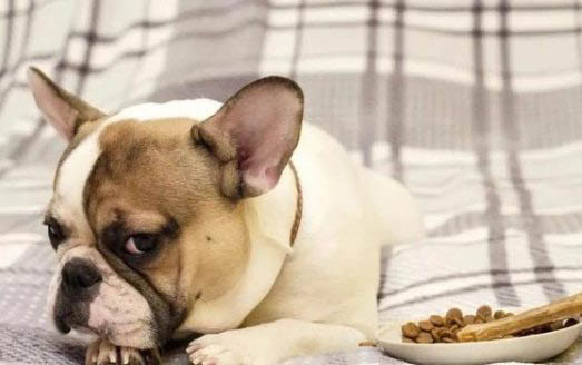 狗狗腸胃炎的表現