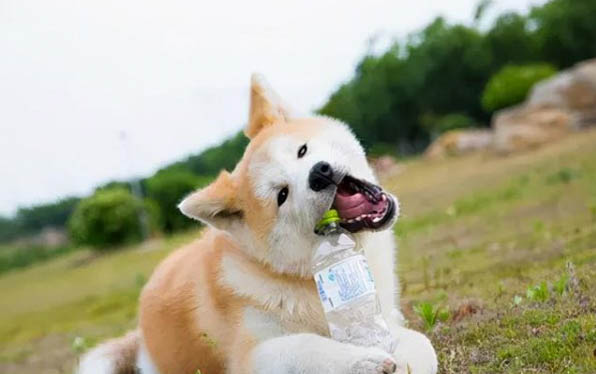 狗狗能吃青菜嗎