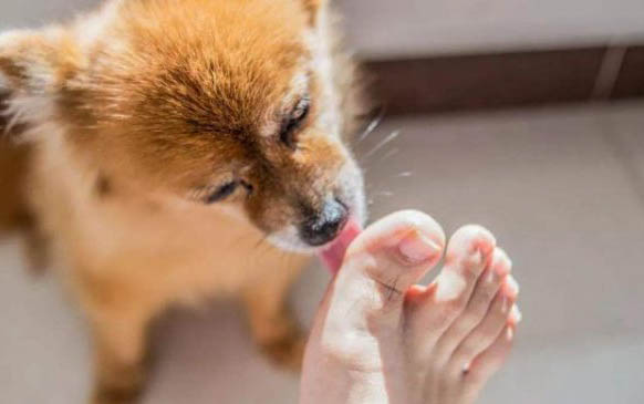 診斷狗狂犬六個標準