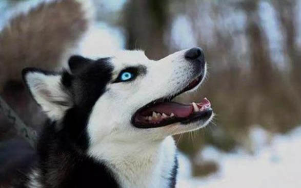哈士奇和柴犬哪個貴?