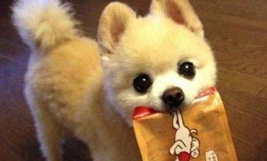 狗狗鼻子干怎么回事但很活潑不吃東西