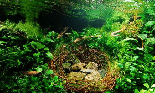 中國十大名貴金魚