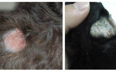 小狗狂犬病發(fā)作有哪些癥狀
