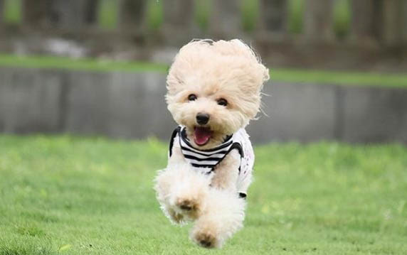 泰迪犬右后腿瘸了,可能是這些原因