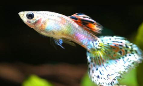 孔雀魚用什么過濾器