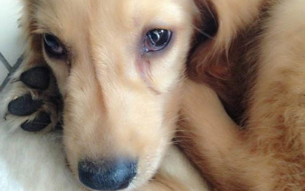 狗狗眼睛變藍色怎么辦