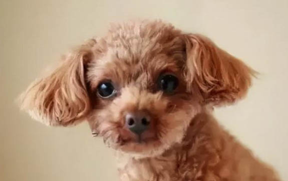 狗狗結膜炎有哪些癥狀