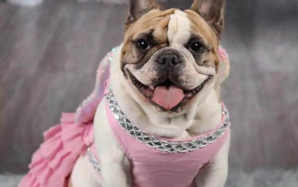 法國斗牛犬最便宜多少錢一只