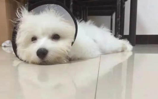 小狗多大可以驅蟲呢