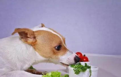 怎么看狗有沒有發燒