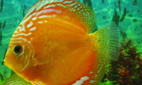 養魚水質渾濁怎么辦