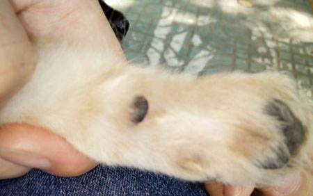 狗狗懷孕一個月的癥狀和表現