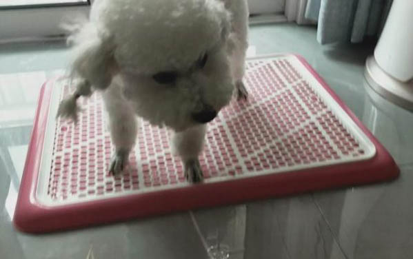 狗狗冠狀病毒晚上總是精神不好