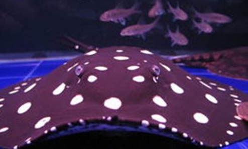 為什么水泥池養魚總是會死？