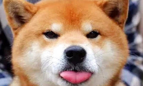 柴犬哪里有賣的