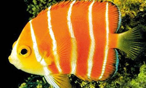 野生娃娃魚是國家幾級保護動物