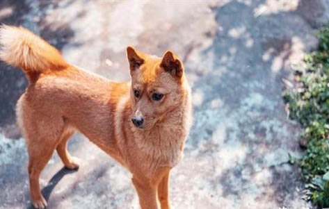 幼犬為什么容易得犬瘟和細小
