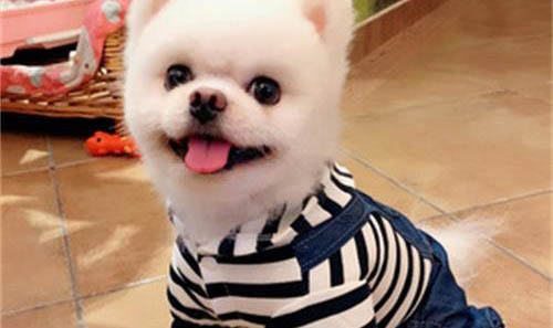 博美犬飼養方法和注意事項