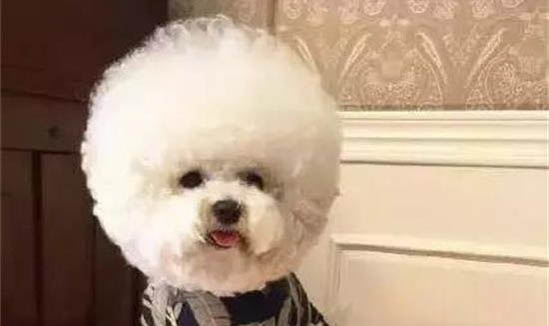 狗狗喜歡咬繩子的原因