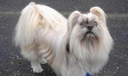 拉薩犬的優(yōu)缺點(diǎn)
