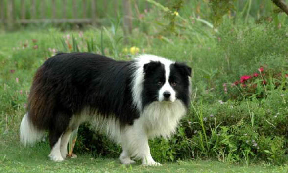 邊境牧羊犬如何養(yǎng)