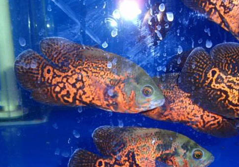 地圖魚(yú)鸚鵡魚(yú)混養(yǎng)注意事項(xiàng)