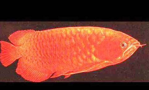 秋季釣魚氣壓多少適合釣魚
