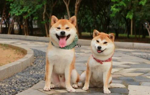 狗狗腿扭傷了怎么辦